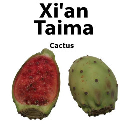 Cactus Xian Taima